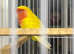 Litino love bird close rung very healthy and active