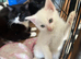 3 boy kittens READY TO LEAVE