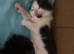 Black and white kittens looking for 5* homes