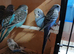 Young budgies