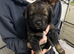 Rottweiler mix German shepherd husky puppies
