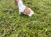 Jack russel