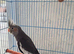 Baby Cockatiels Ready Mid July