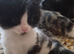 Fluffy kittens