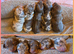 Kc registered mini dachshund pups