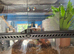 Mourning geckos