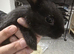 10 beautiful mixed breed rabbits