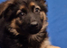 Pedigree German Shepherd puppies ready now