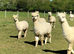 Alpaca