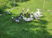 13 Indian Runner Ducks for Sale