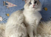 Two Sister TICA Registered Female Ragdoll