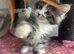 LAST GIRL LEFT Maine coon kittens