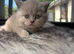 Stunning rare colours pure BHS kittens