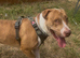American bull staffy