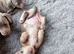 Beautiful Miniture Dachshund