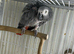 Female African grey Glasgow