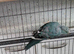 Female Blue Kakariki