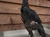 Black o shamo pair