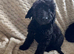 Cockapoo puppy