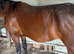 Standarbred & Trotting Horse