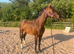 4yo gelding