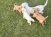 Beautiful cavachon x cocker puppies