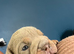 nebbr old english bull dog