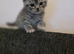 2 silver tabby british shorthair