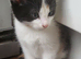 Beautiful kitten looking good a home