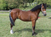 Welsh section d 2 year old colt