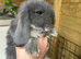 ALL RESERVED. Pure bred French lop litter