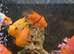 Tiger parrots