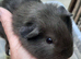 Baby boy guinea pigs available