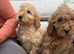 Miniature multigeneration labradoodle