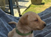 Adorable KC Labrador puppies for sale