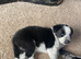 Cute girls collie pups