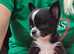 Chihuahua boy