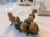 Silly Tame Lovebird Chicks