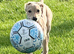 Lab x saluki