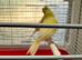 Water Slager Pair for Sale