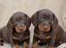 Miniature dachshund puppies