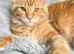 Red Tabby Female