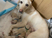 Labrador puppies