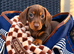 KC Registered Miniature dachshund puppy&rsquo;s READY NOW!