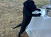 Labrador