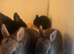 Netherland dwarf babies