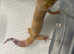 Leopard Geckos at Birmingham Reptiles