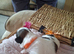 Kc registered shih tzu