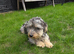 Dachshund for sale