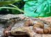 Hypo False Water Cobra at Birmingham Reptiles